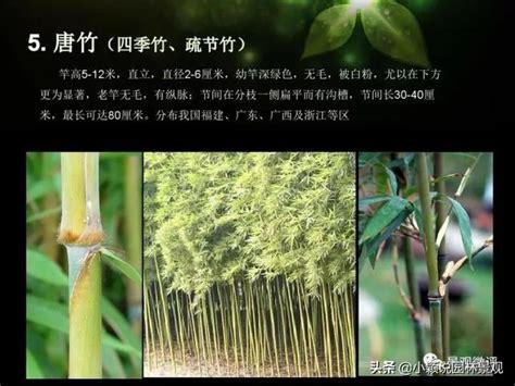 拜佛水果 觀賞竹品種